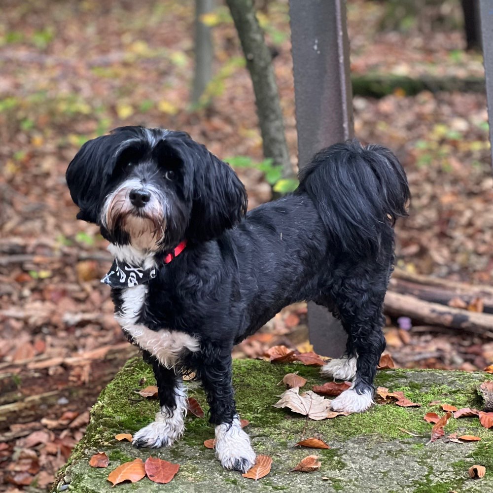 Hundetreffen-Kleine Spielpartner gesucht-Profilbild