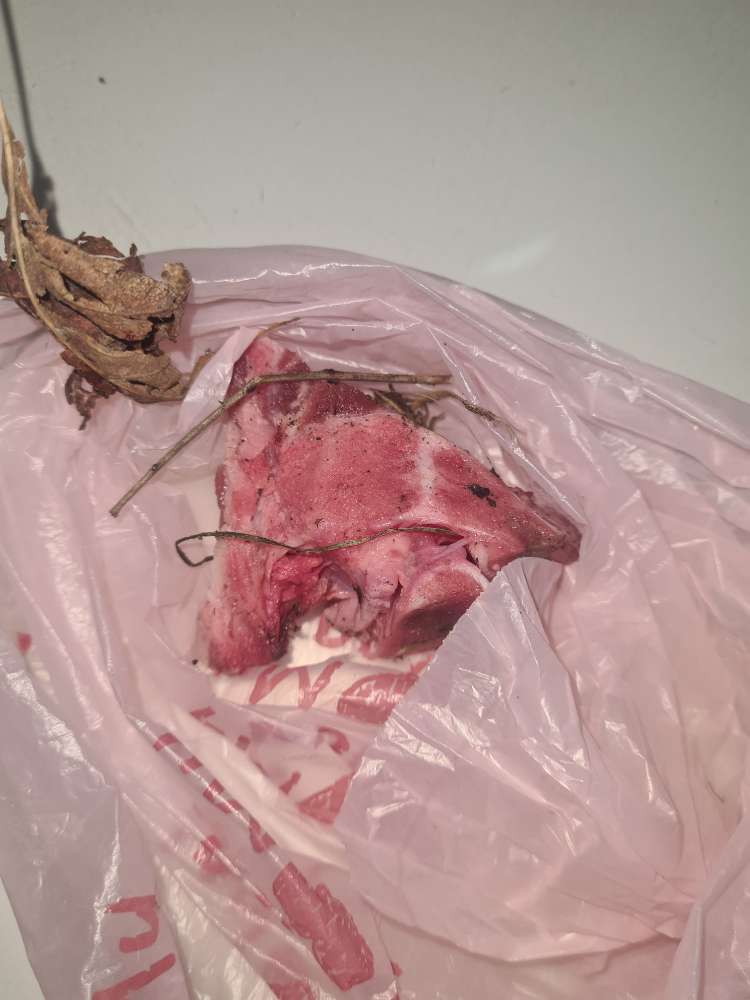 Giftköder-Fleischknochen auf Wiese-Profilbild