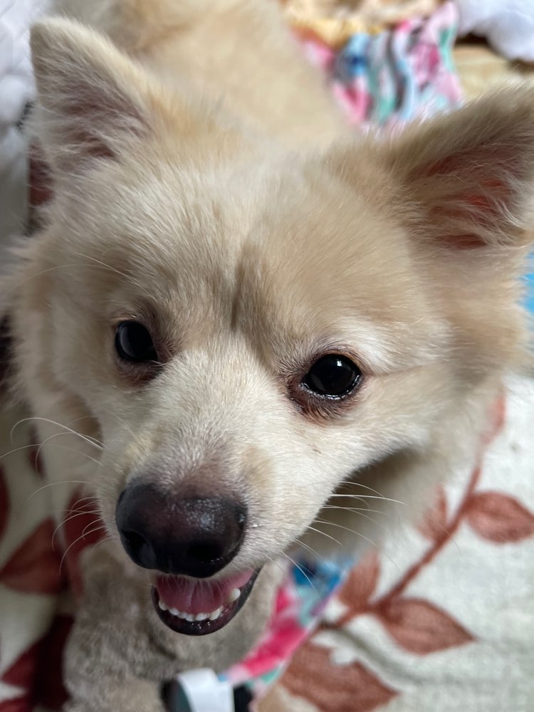 Hundetreffen-Junghund Treffen-Profilbild