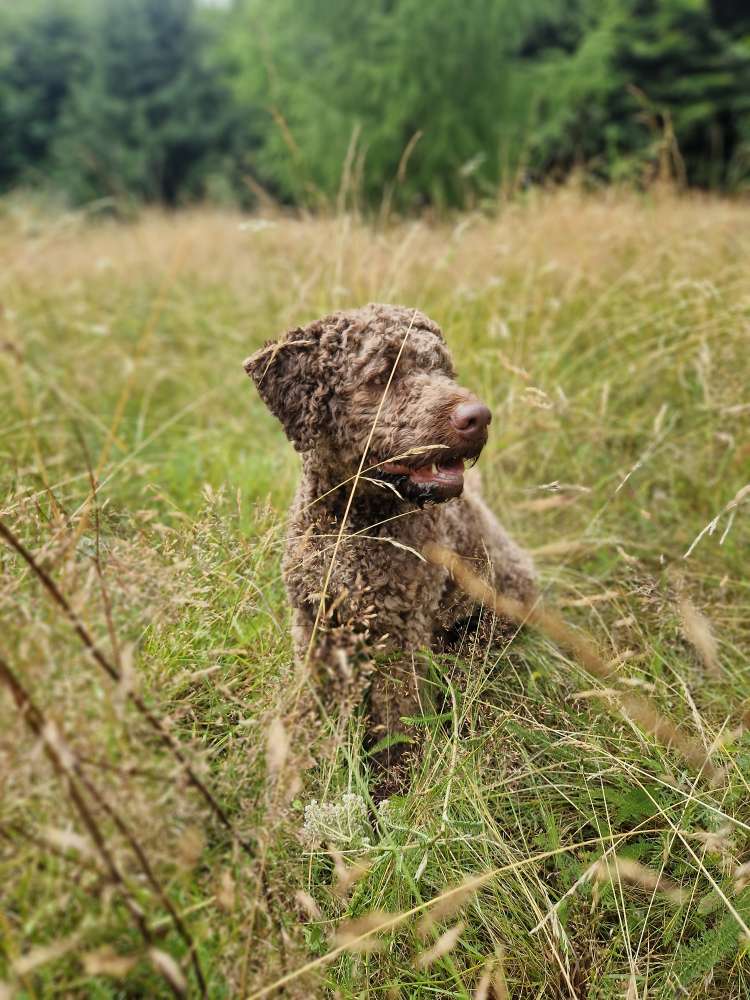 Hundetreffen-Spielgefährte gesucht :)-Profilbild