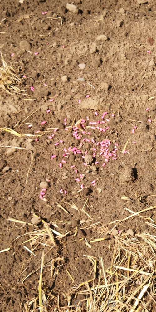 Giftköder-Pellets auf dem Feld-Profilbild