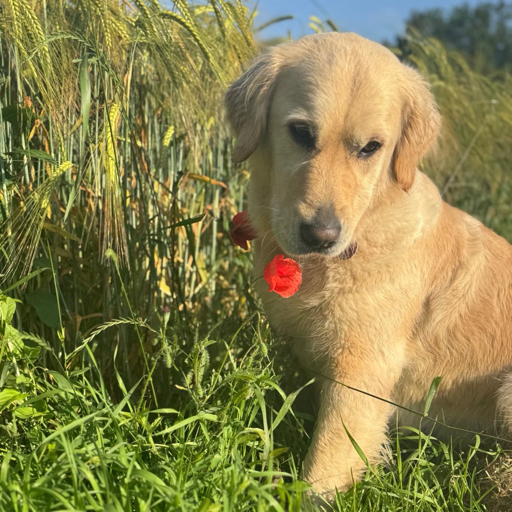 Hundetreffen-Spiel, Walk’s und Training mit Lilly-Profilbild