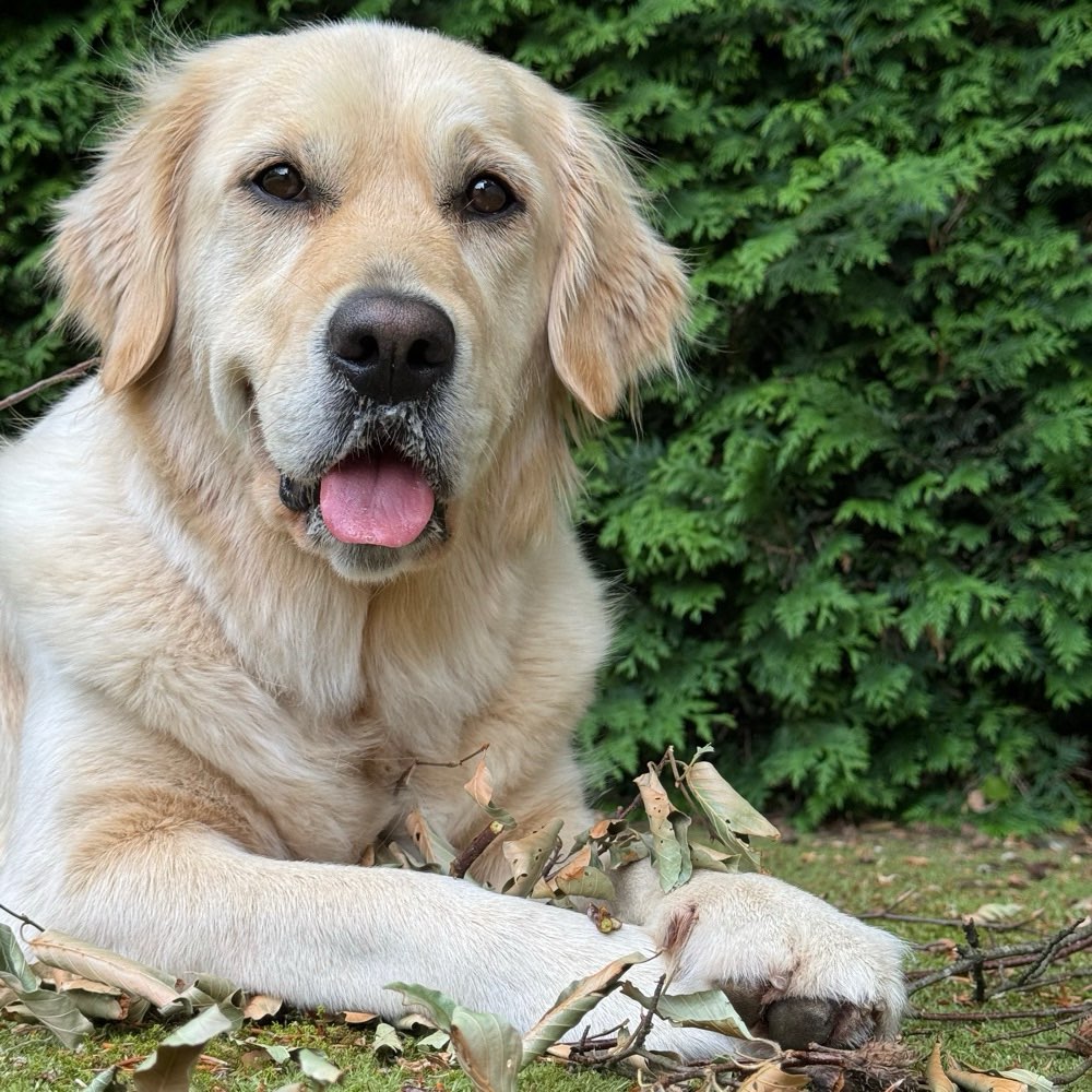 Hundetreffen-Spiel, Walk’s und Training mit Lilly-Profilbild