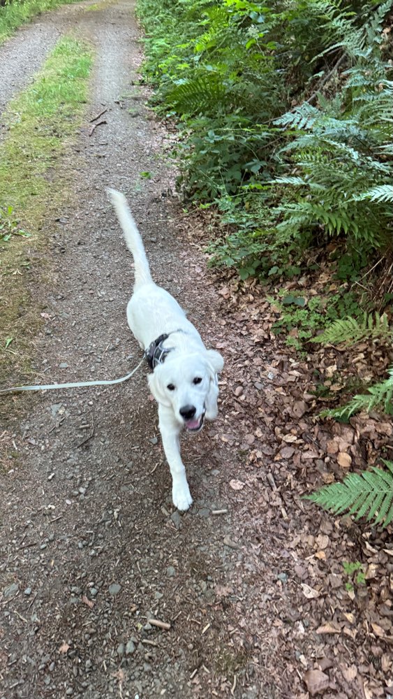 Hundetreffen-Gemeinsames Spielen, Üben und Spazieren-Profilbild