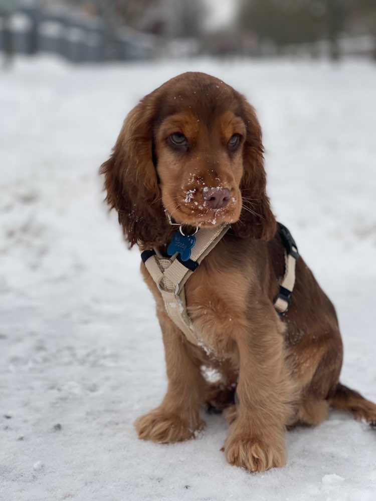 Hundetreffen-Spielrunde Cocker Welpen-Profilbild