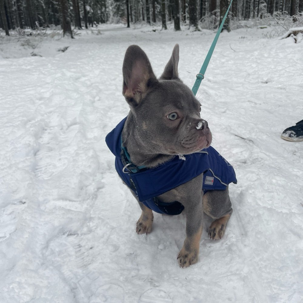 Hundetreffen-Social Walk-Profilbild