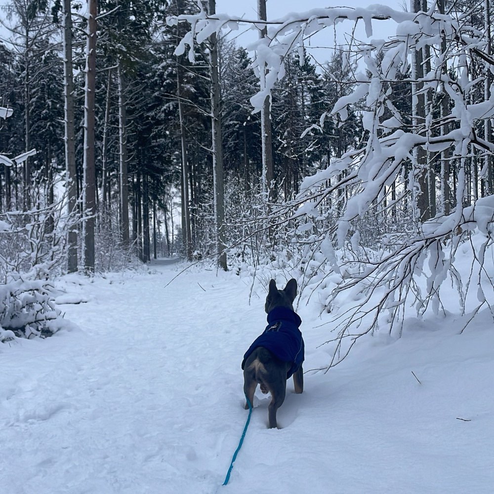 Hundetreffen-Play dates Norderstedt/Hamburg Umgebung-Profilbild