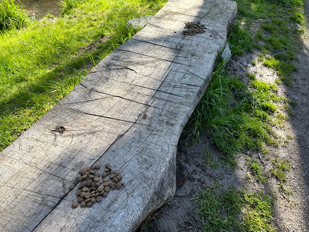 Giftköder-Ausgestreutes Trockenfutter-Profilbild