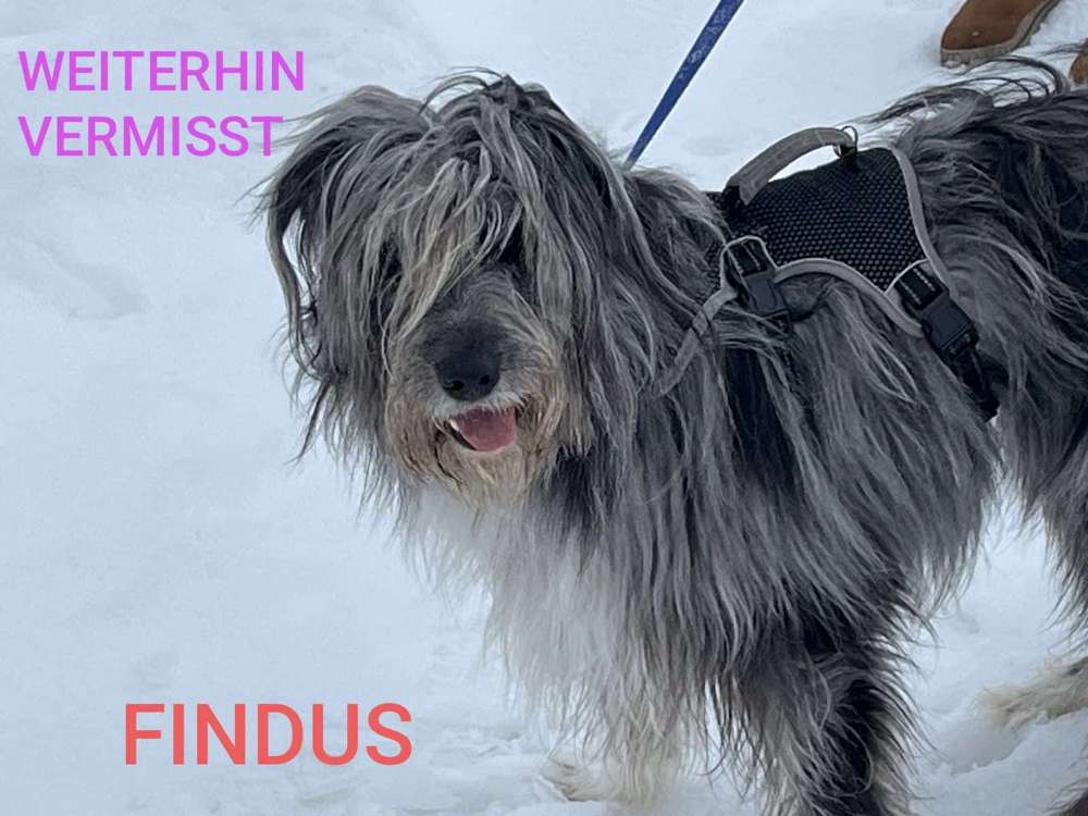 Suchmeldung-Findus-Profilbild