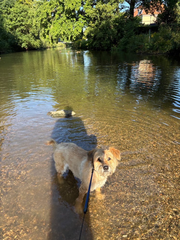 Hundetreffen-Seniorenhunderunde-Profilbild