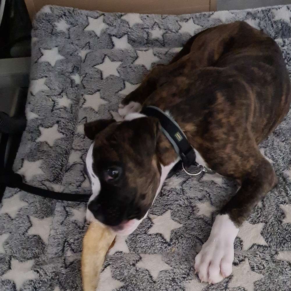 Hundetreffen-Hunderunde-Profilbild