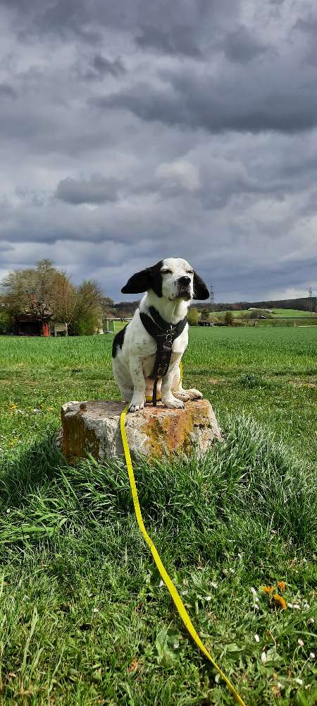 Hundetreffen-Trainingspartner Gesucht-Profilbild