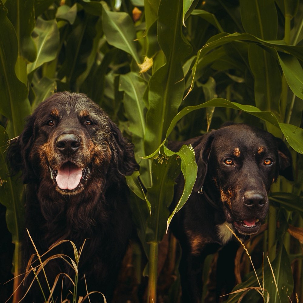 Hundetreffen-Entspannter Spaziergang an der Leine-Profilbild