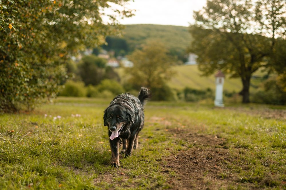Hundetreffen-Spazieren / Wandern, plaudern und Hunde-Profilbild