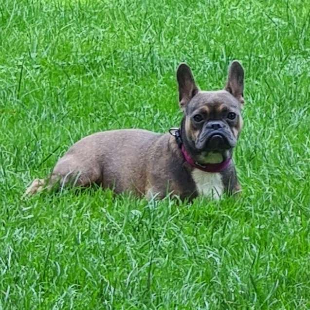 Hundetreffen-Lust auf regelmäßige Treffen ?-Profilbild