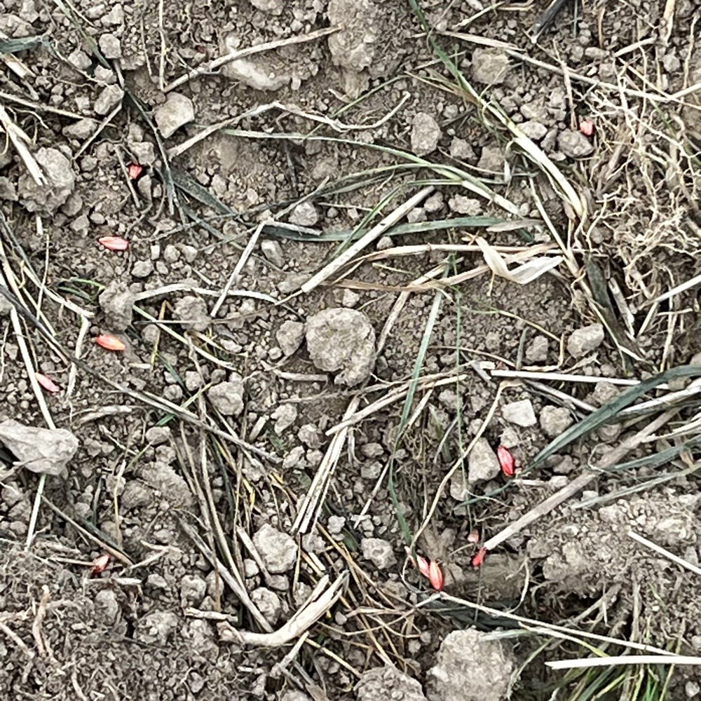 Giftköder-Giftweizen ums Feld-Profilbild