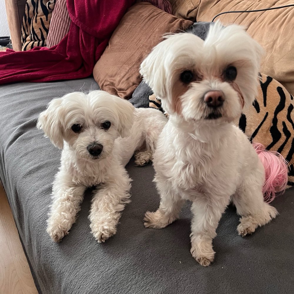 Hundetreffen-Kleine Hunde Volkspark Friedrichshain-Profilbild