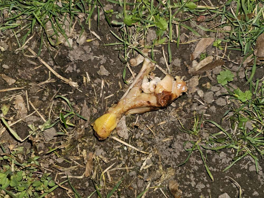 Giftköder-Achtung!! evtl. Giftköder in Flomersheim-Profilbild