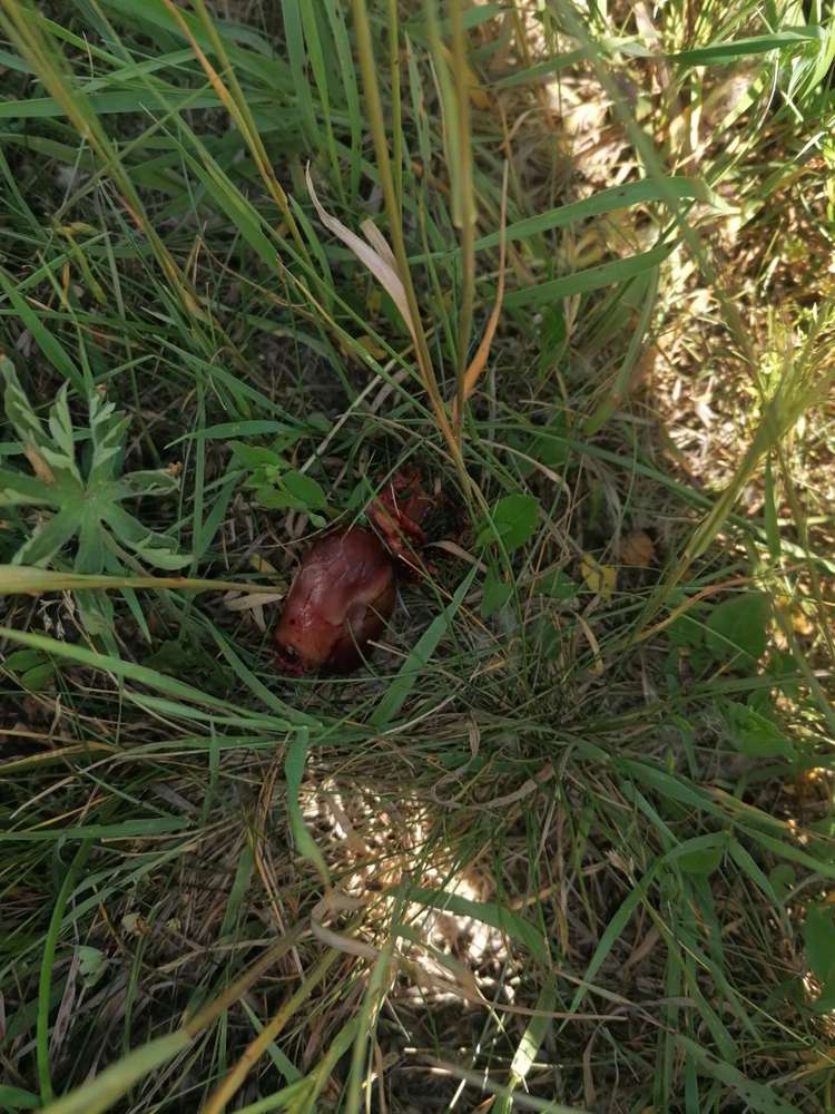 Giftköder-Fleischklumpen-Profilbild