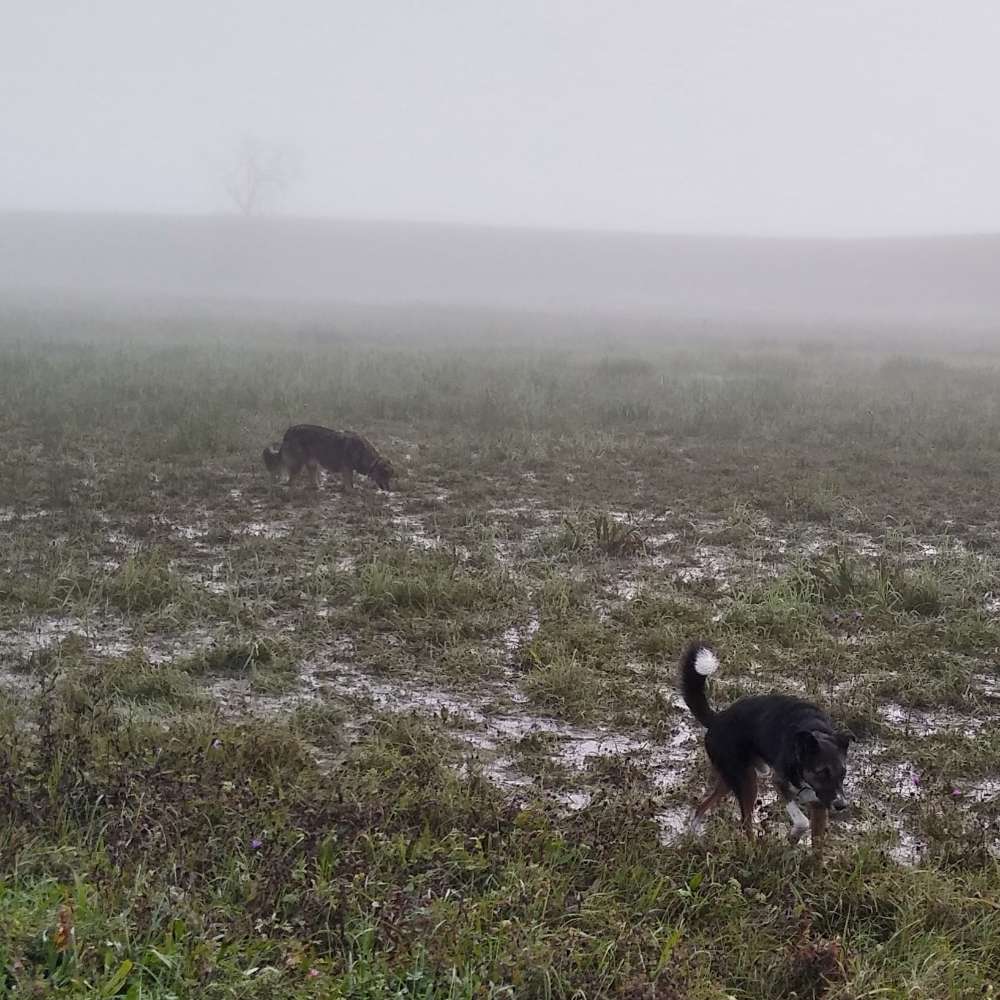 Hundetreffen-Gassi-Runden, Wald-Erkundungen, Ausflüge...-Profilbild