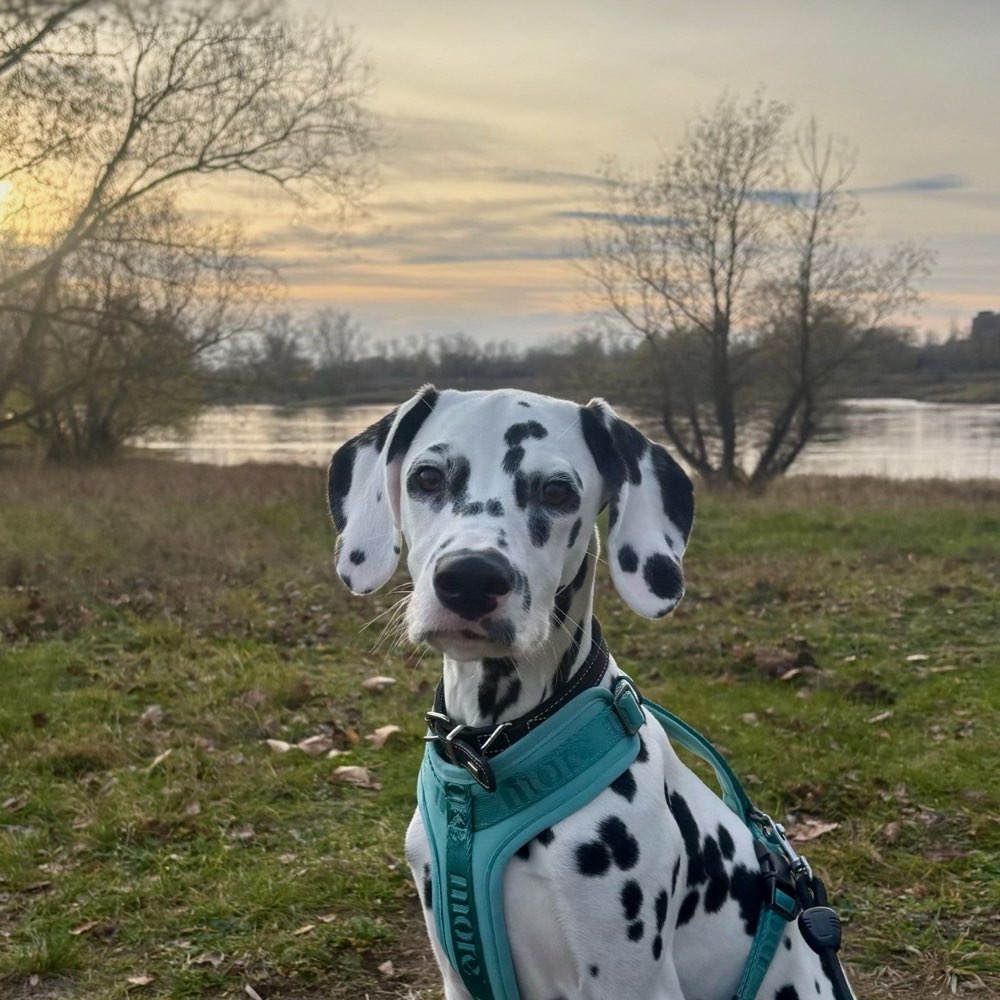Hundetreffen-Übungs- und Spielrunden-Profilbild