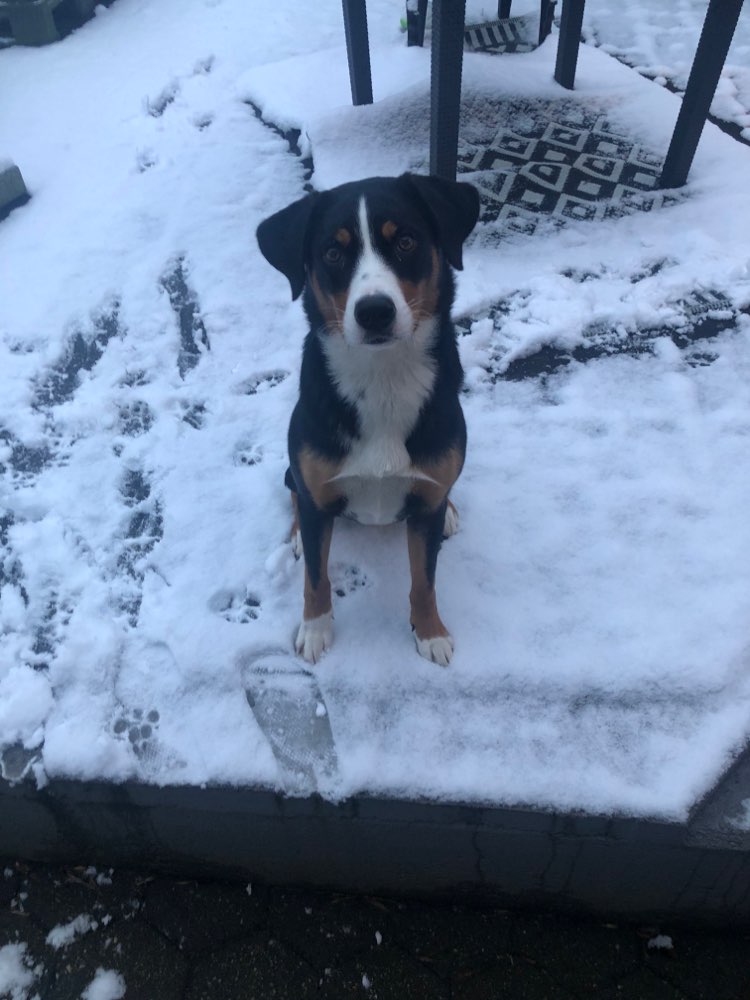 Hundetreffen-Spielfreunde gesucht-Profilbild