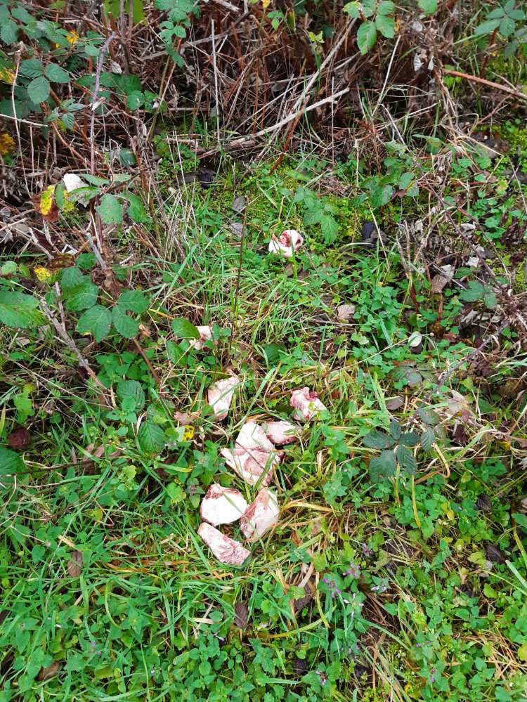 Giftköder-Marksknochen ( Schlachtabfälle ? )-Profilbild