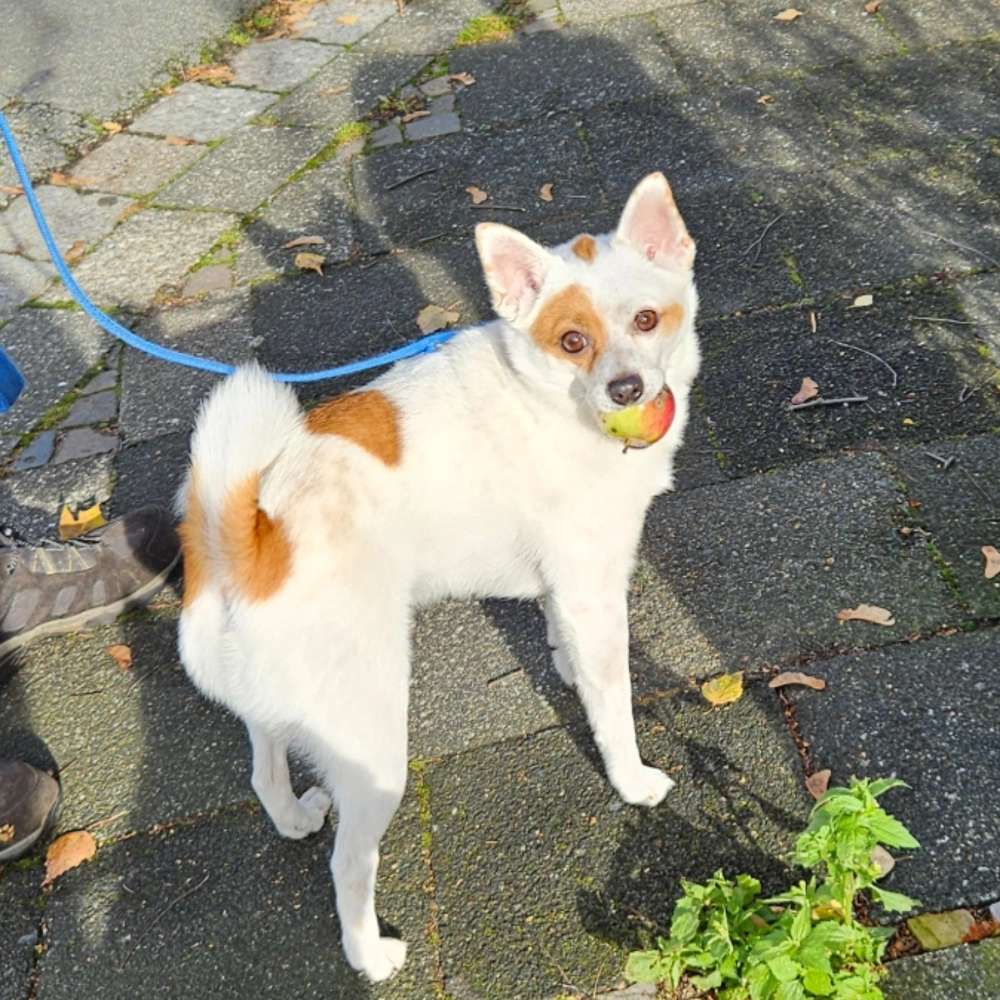 Hundetreffen-Social Walk-Profilbild