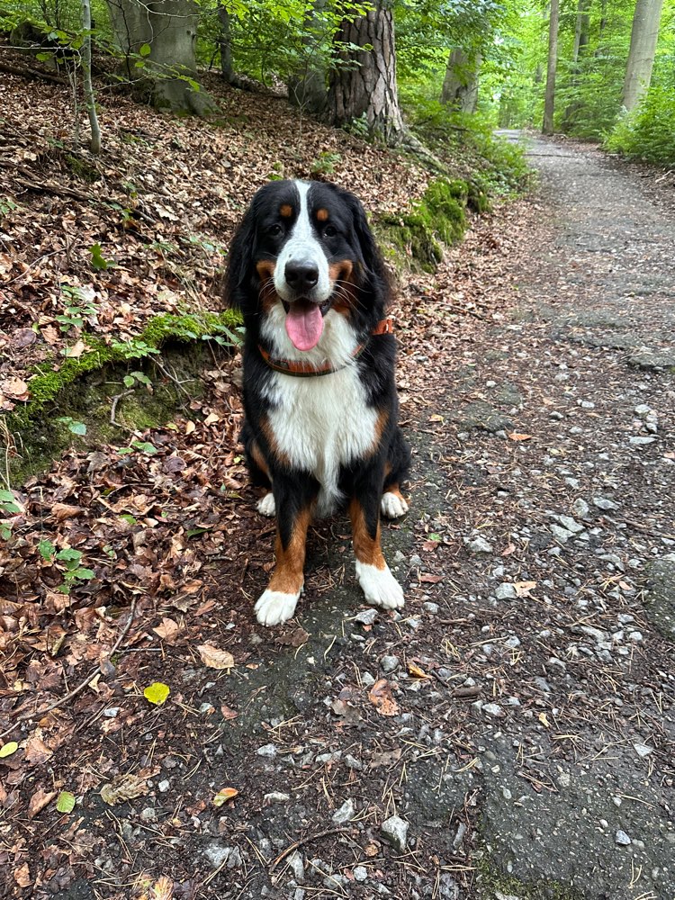 Hundetreffen-Regelmäßige Spaziergänge im Kräherwald-Profilbild
