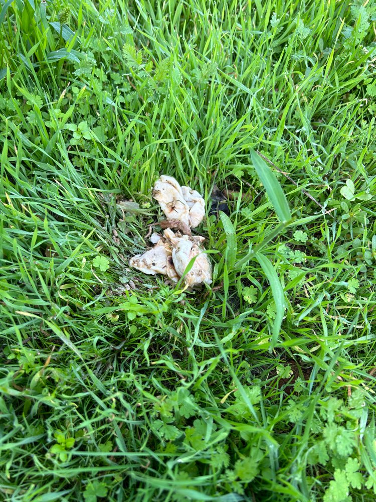 Giftköder-Giftköder in Mannheim Rheinau-Profilbild