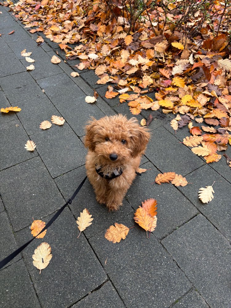 Hundetreffen-Welpentreffen Oberhausen-Profilbild