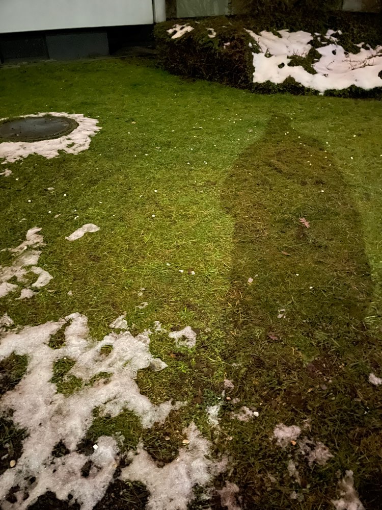 Giftköder-Käse-ähnliches Futter verstreut-Profilbild