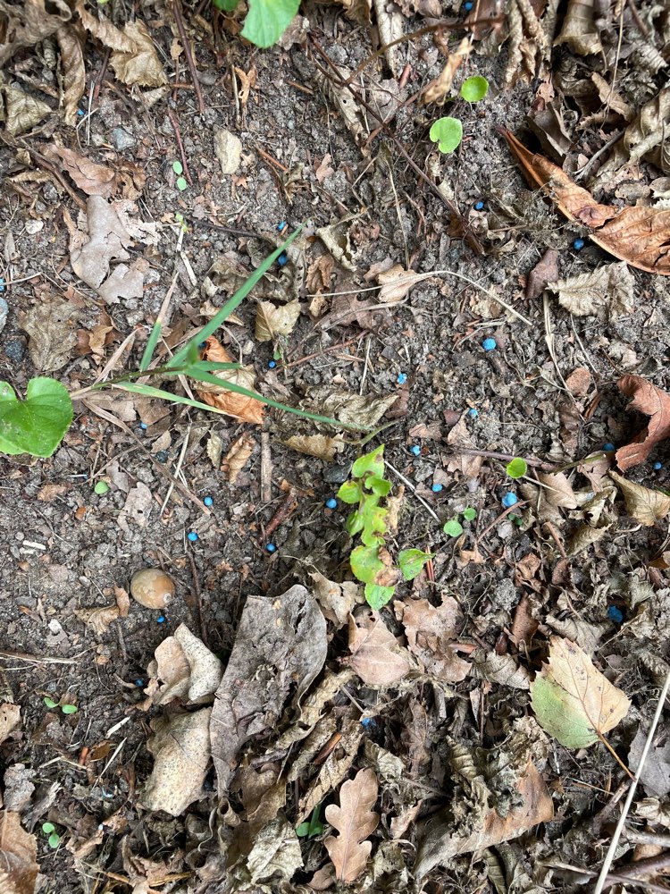 Giftköder-Blaukorn an Hecke-Profilbild