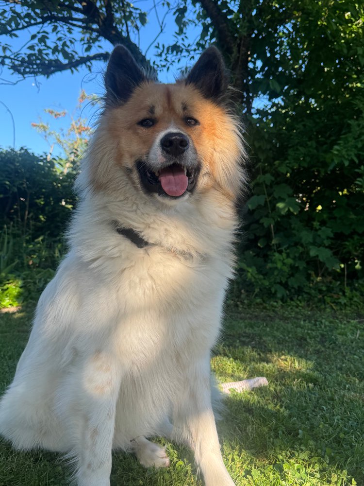 Hundetreffen-Gassirunden mit viel Spielen gesucht-Profilbild