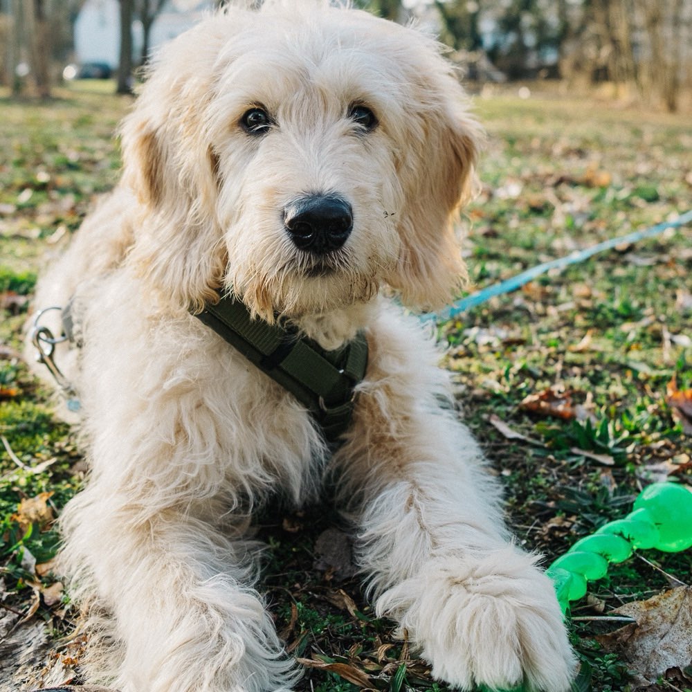 Hundetreffen-Gassifreunde für Welpen gesucht-Profilbild