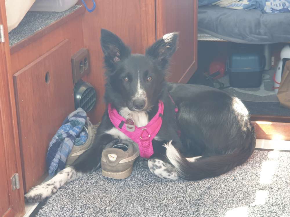 Hundetreffen-Unsere Eefje sucht einen Spielkameraden,-Profilbild