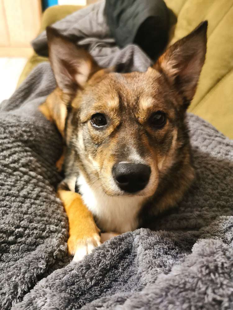 Hundetreffen-Neue Hundefreunde-Profilbild