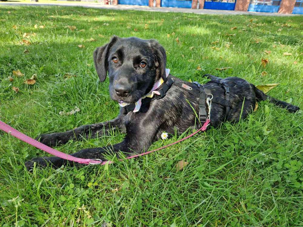 Hundetreffen-Gemeinsame Hunderunde am Tor9 in Nettetal-Profilbild