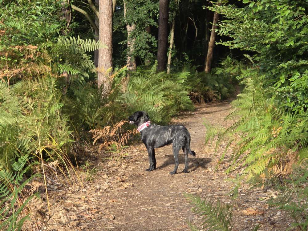 Hundetreffen-Gassi und Spielpartner gesucht-Profilbild
