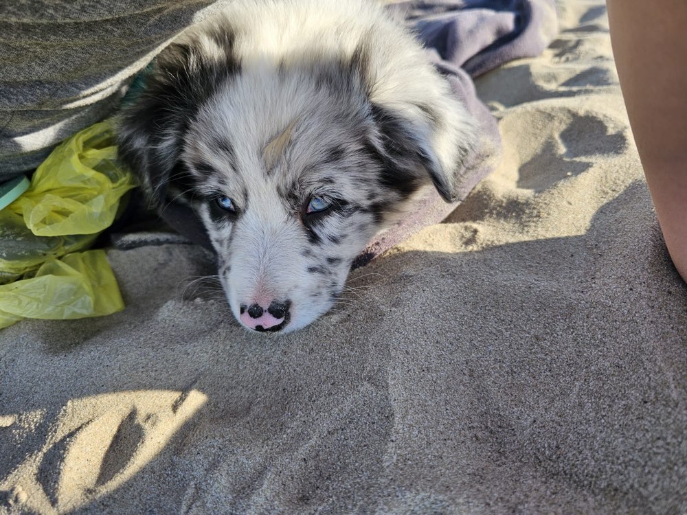 Hundetreffen-Welpentreff-Profilbild