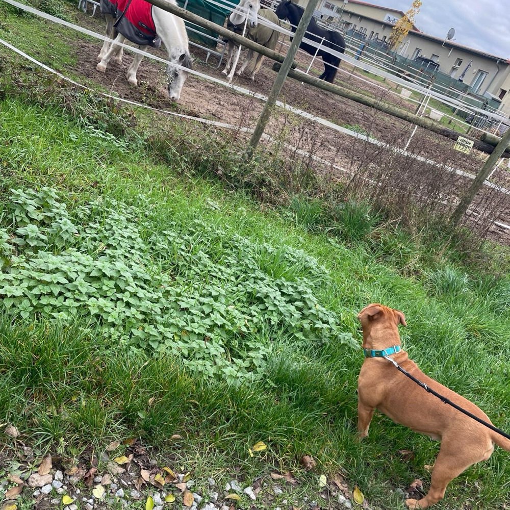 Hundetreffen-Zusammen spazieren gehen-Profilbild