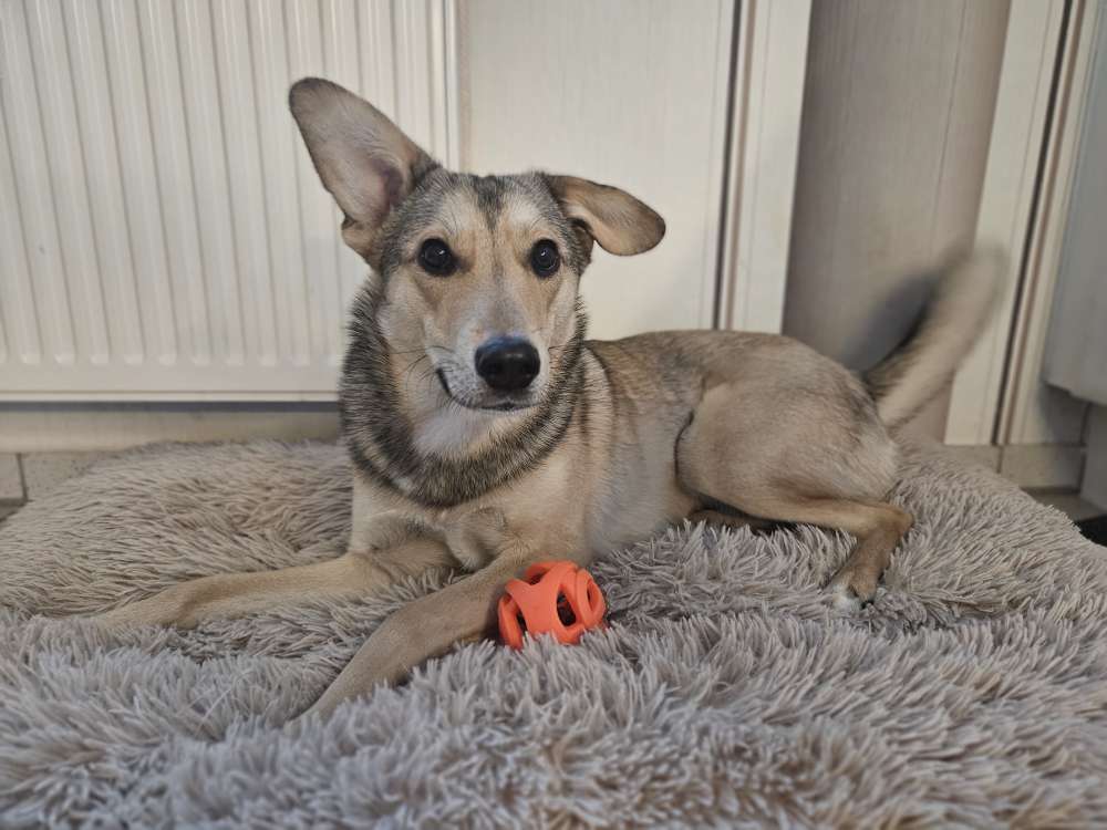 Hundetreffen-Spiel- und Tobefreund für unsere Susi gesucht 🐾-Profilbild