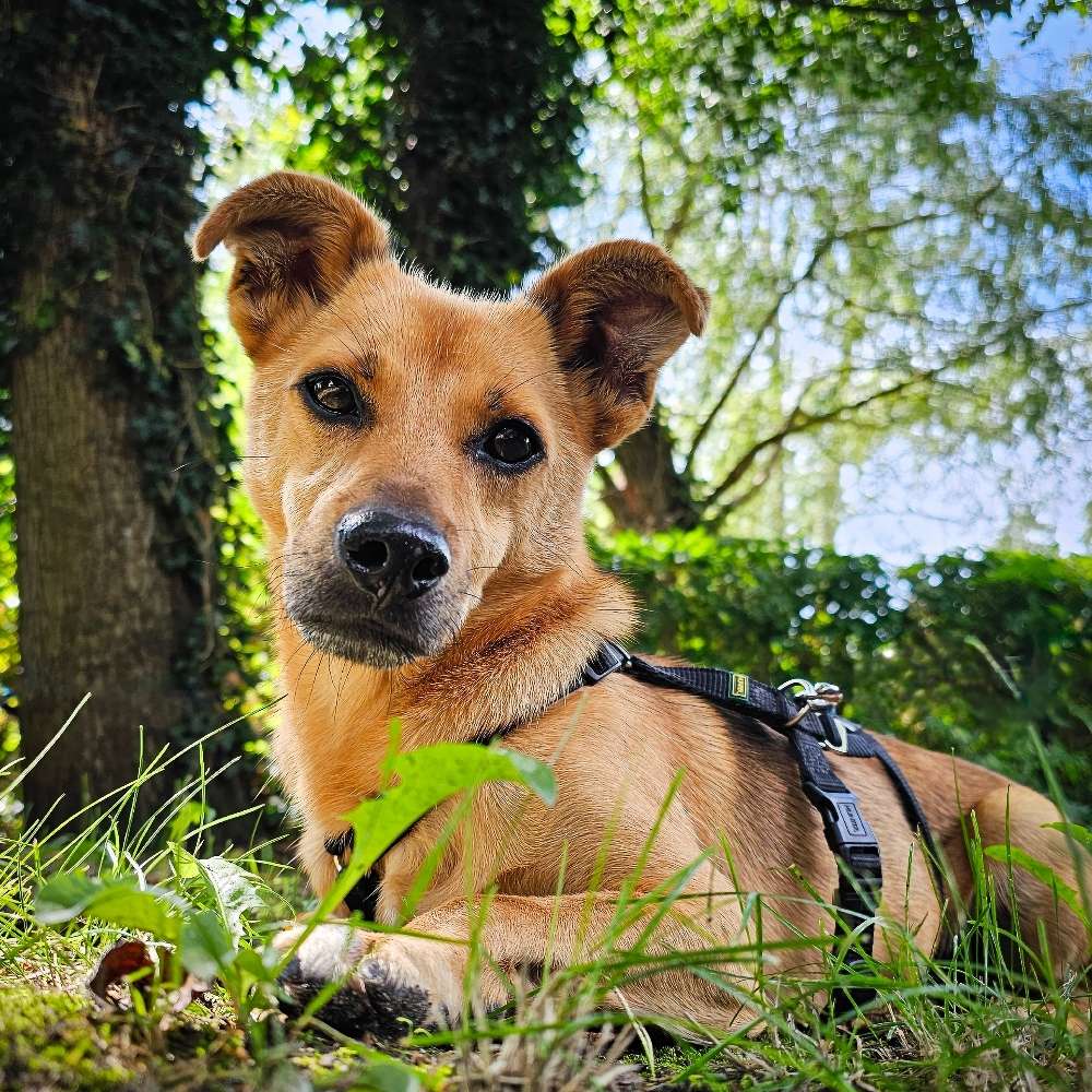 Hundetreffen-Ruhiges spazieren gehen-Profilbild