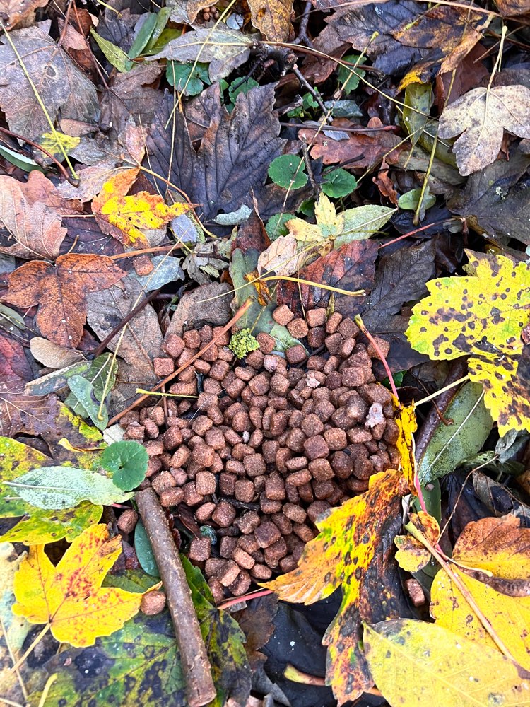 Giftköder-Giftköder-Profilbild