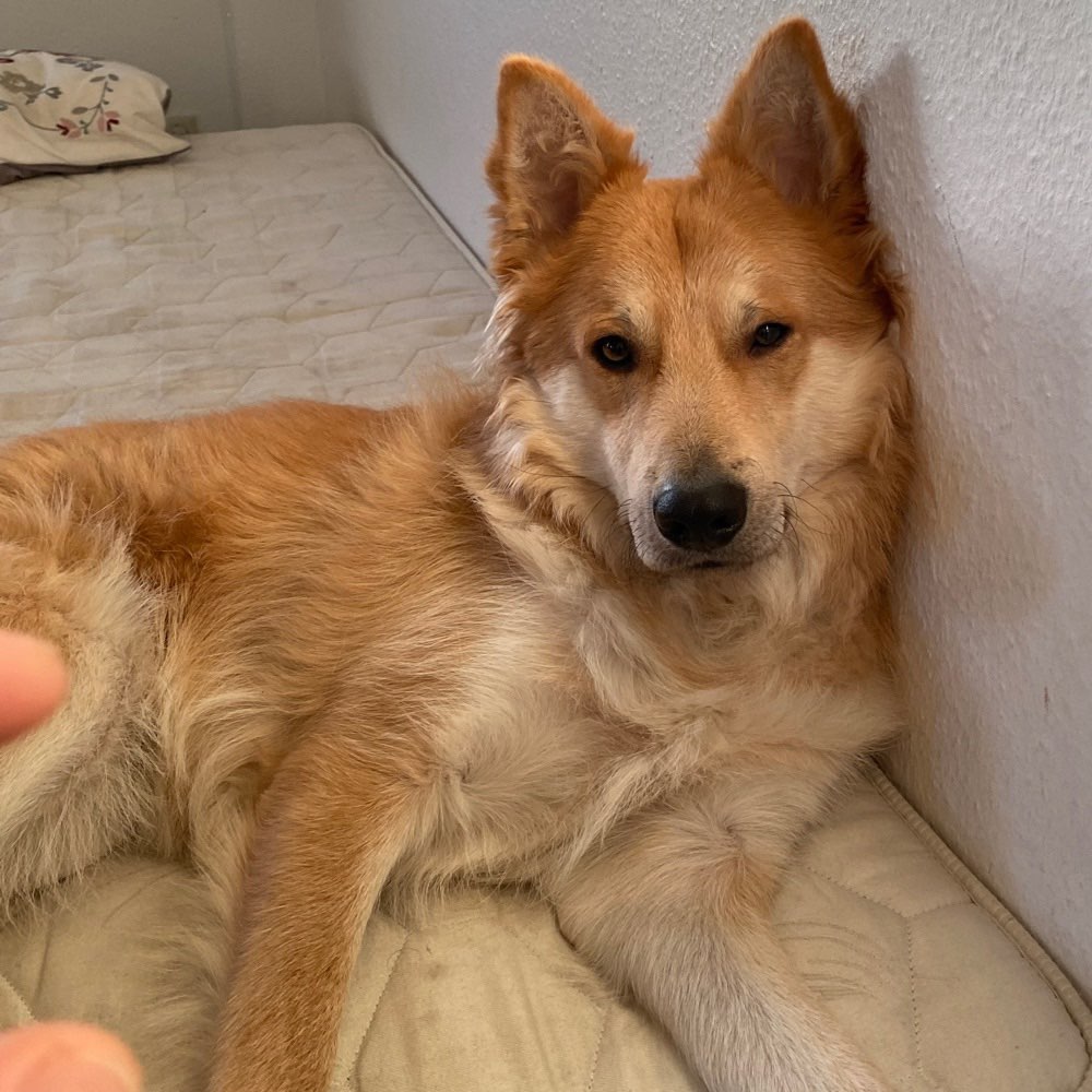 Hundetreffen-Ruhige Trainingspartner gesucht.-Profilbild