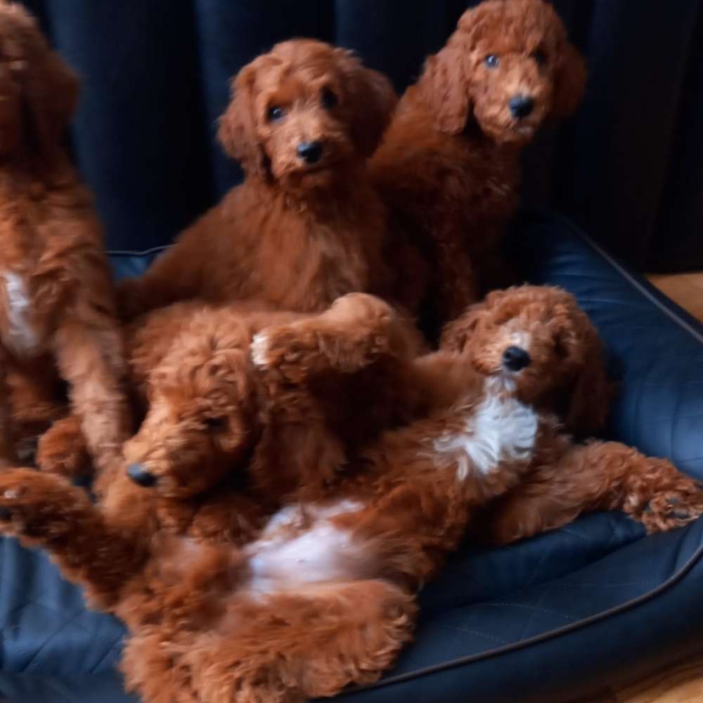 Hundetreffen-Welpentreffen im Küchenholz-Profilbild
