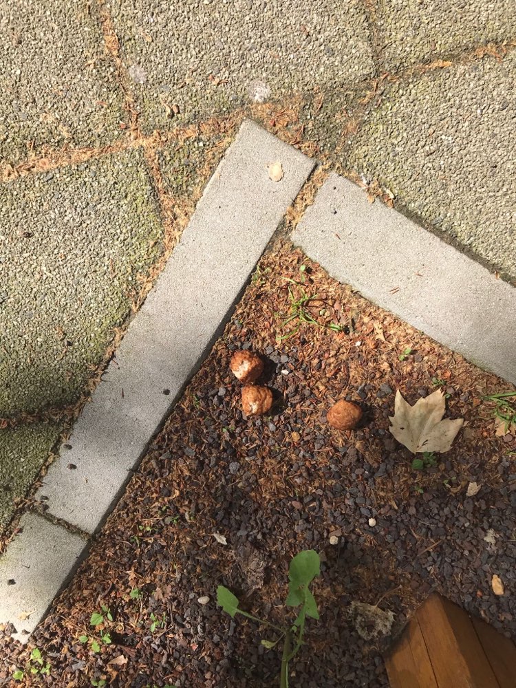 Giftköder-Giftköder in Fleischklößchen-Profilbild