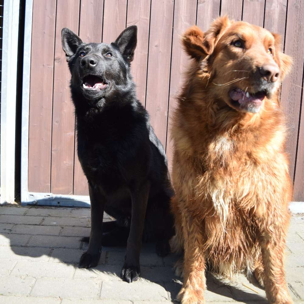 Hundetreffen-Hundetreffen-Profilbild