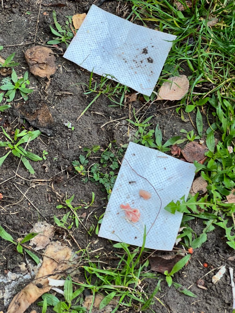 Giftköder-Möglicher Giftköder-Profilbild