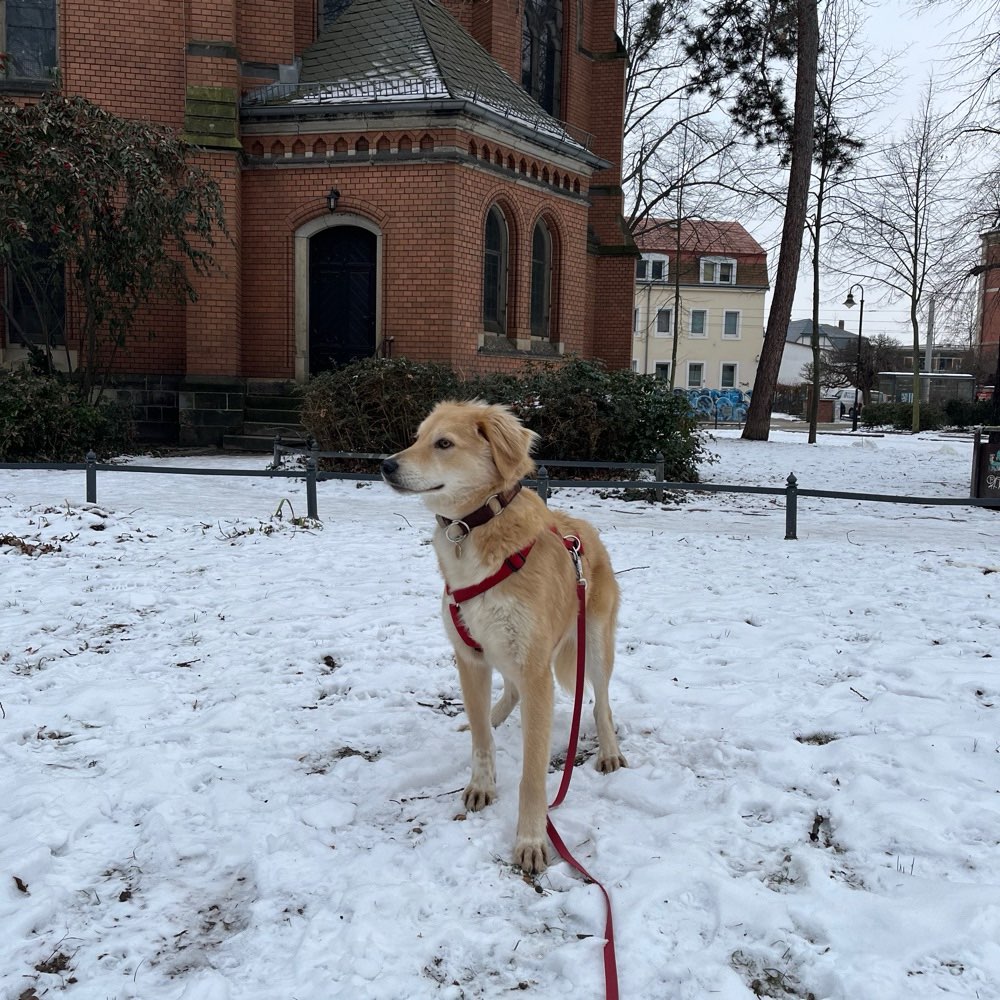 Hundetreffen-Social Walk/ Spielen im eingezäunten Bereich-Profilbild